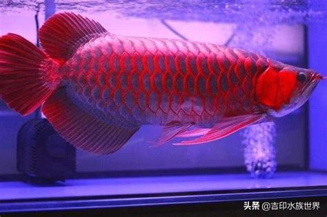 養紅龍風水|飼養龍魚：風水擺設有講究！ – 寵物百科